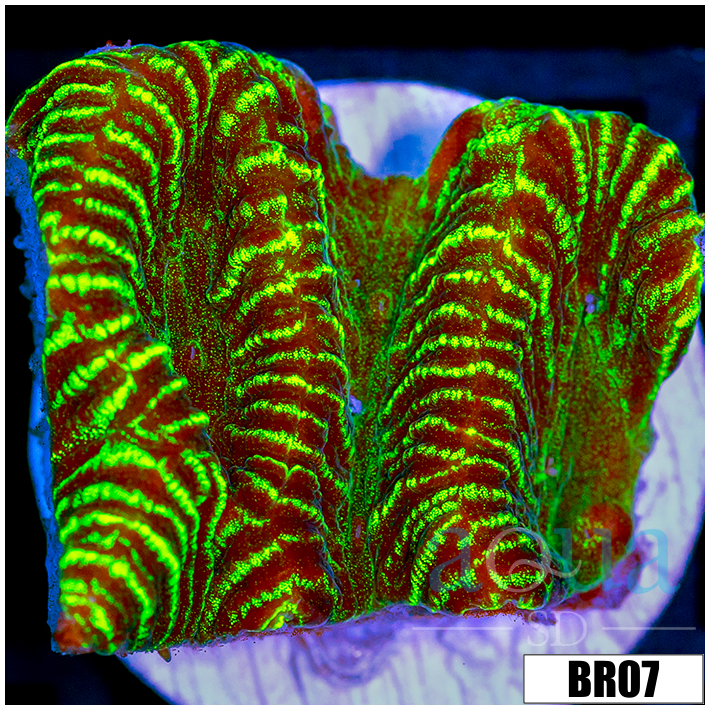 Corals - LPS - Favias - Page 1 - Aqua SD